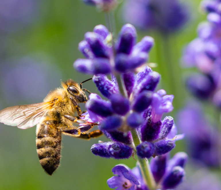 Journée des pollinisateurs le samedi 22 juin au Marché public de Rimouski
