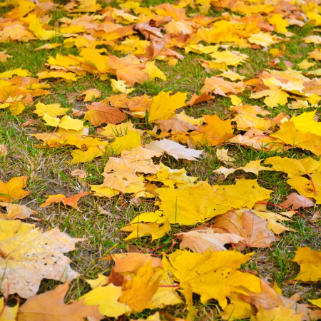 Automne environnemental : dates à retenir