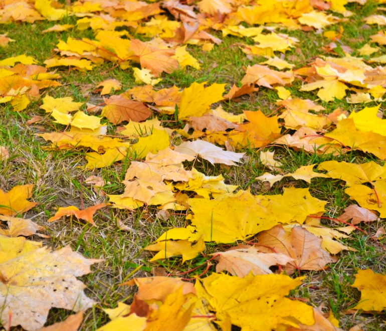 Automne environnemental : dates à retenir